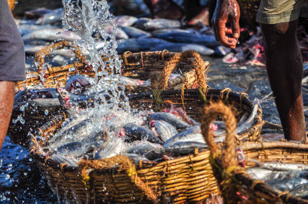 Fish being sorted and put into baskets at Saphan Pla FIsh Market in Bangkok, Thailand.