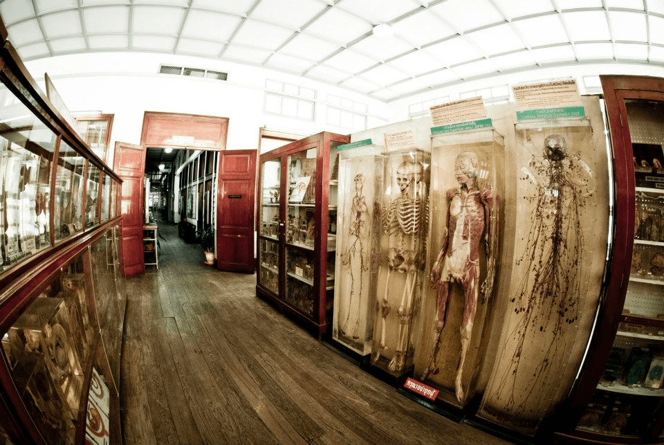 Interior view of the Siriraj Medical Museum in Bangkok, displaying preserved human skeletons and anatomical specimens in glass cases along a wooden corridor.