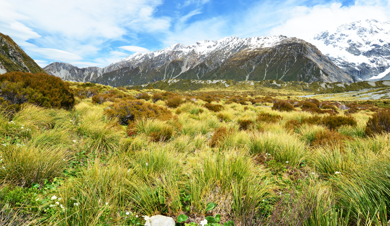 Alpine grassland in Aoraki/Mount Cook National Park, New Zealand, with a backdrop of snow-capped peaks under a partly cloudy sky.