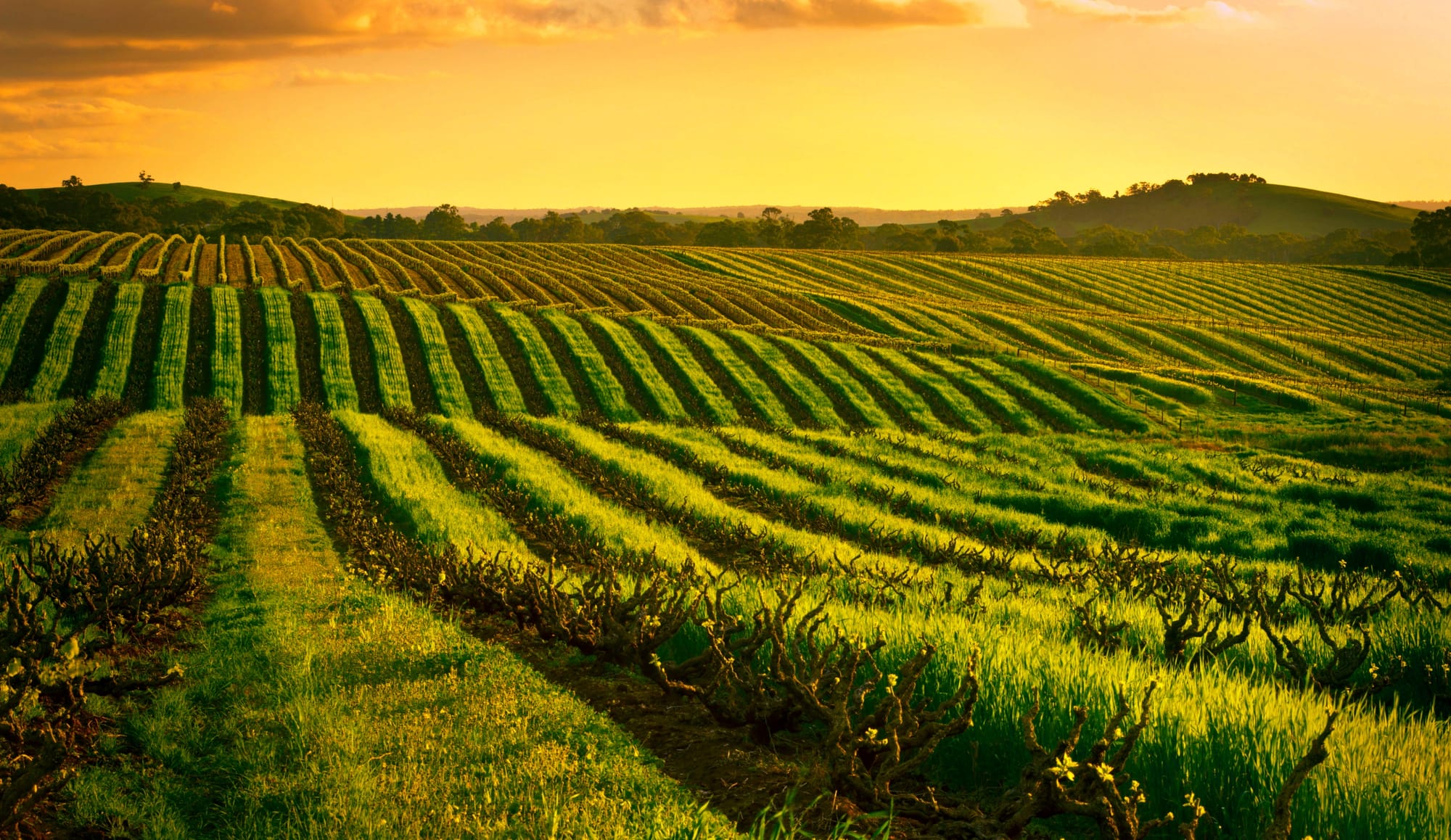 Wine Vineyard in Barossa Velley Australia.