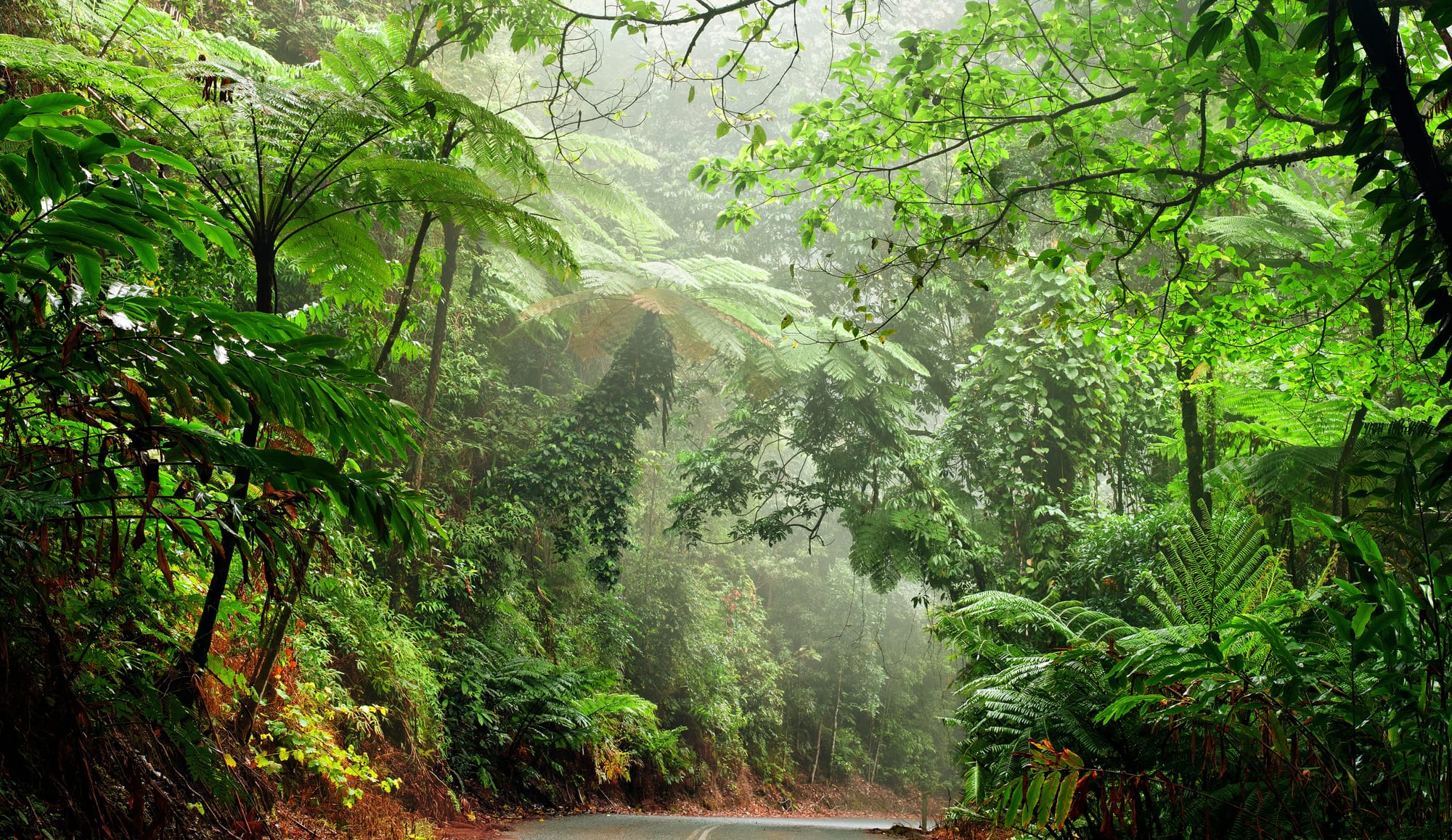 Road going through the jungle in Daintree National Park with a thick Canopy.