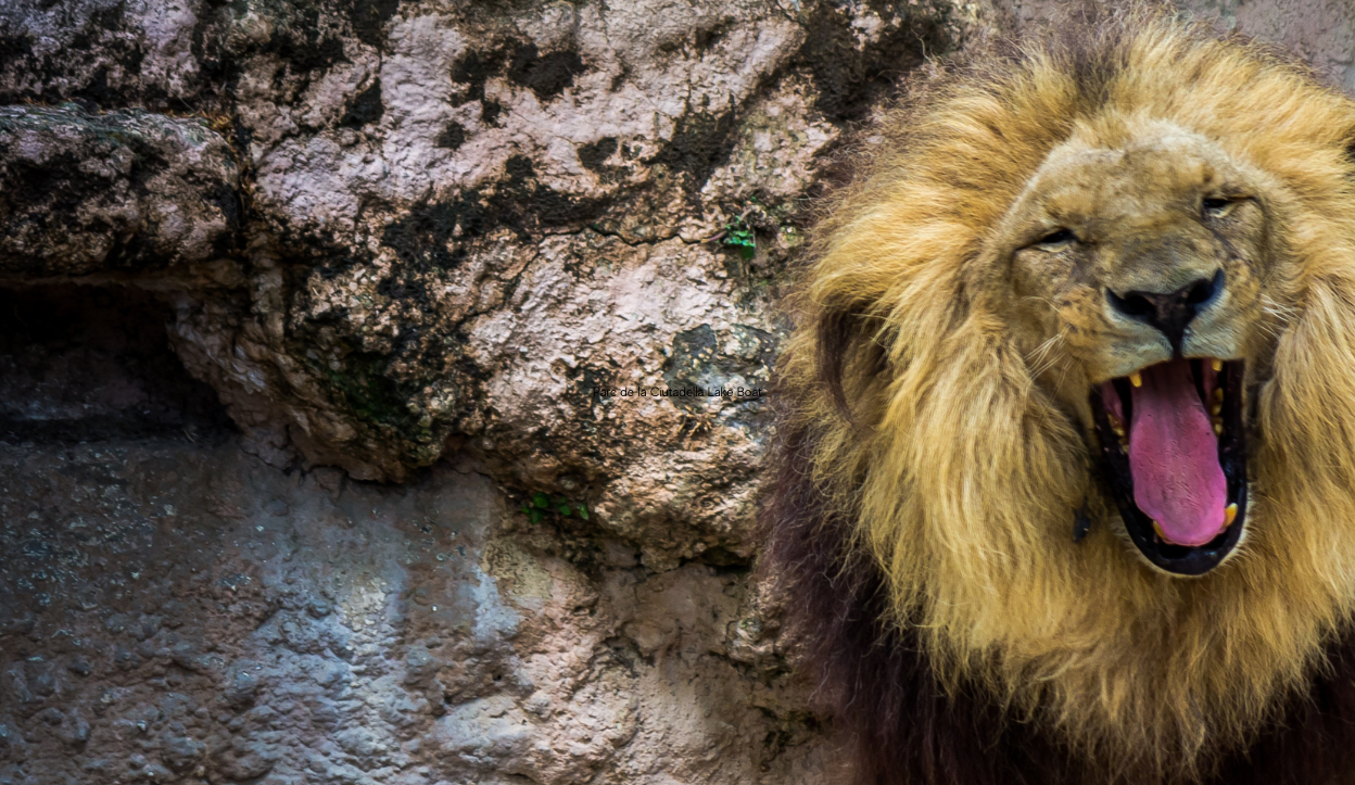Large male lion yawning inside an enclosure at Barcelona's Zoo.