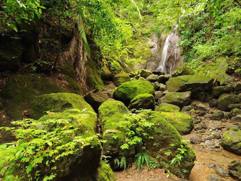 Mossy covered rocks and a water fall at Darien National Park Panama