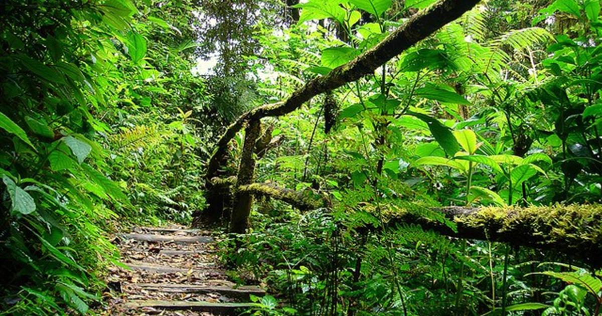Rainforest at Parque Nacional La Tigra, Honduras