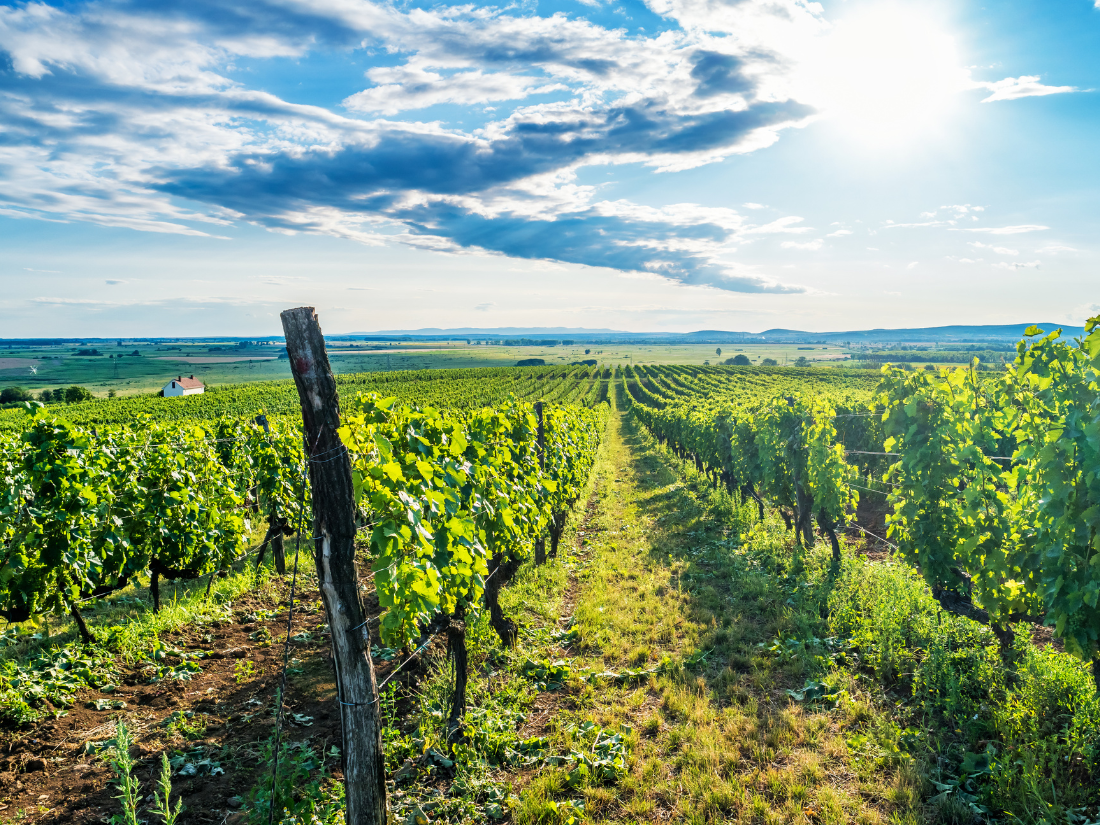 A grape vineyard at a winery in Tokaj, Hungary.
