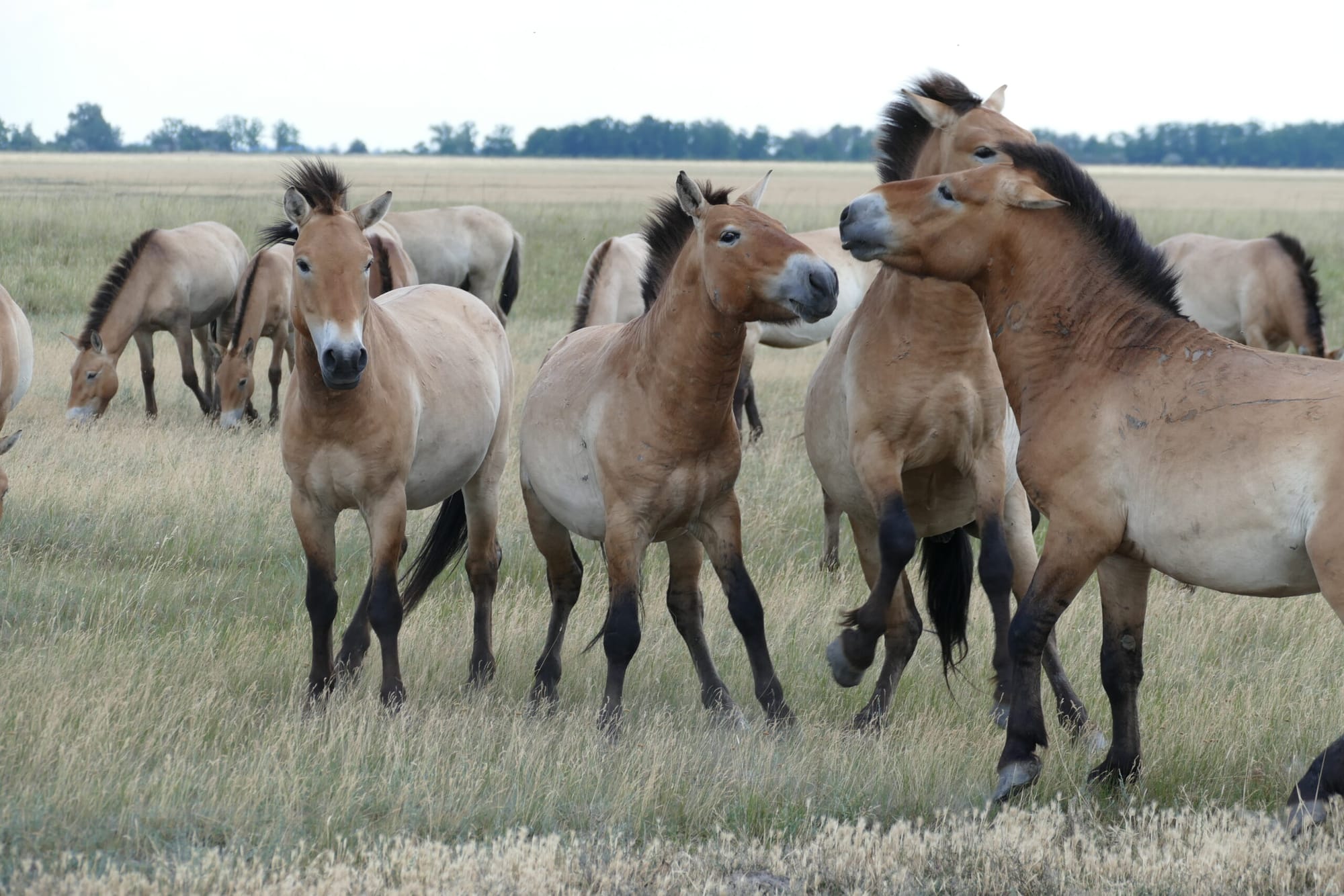 Horses in a field playing around and grazing.