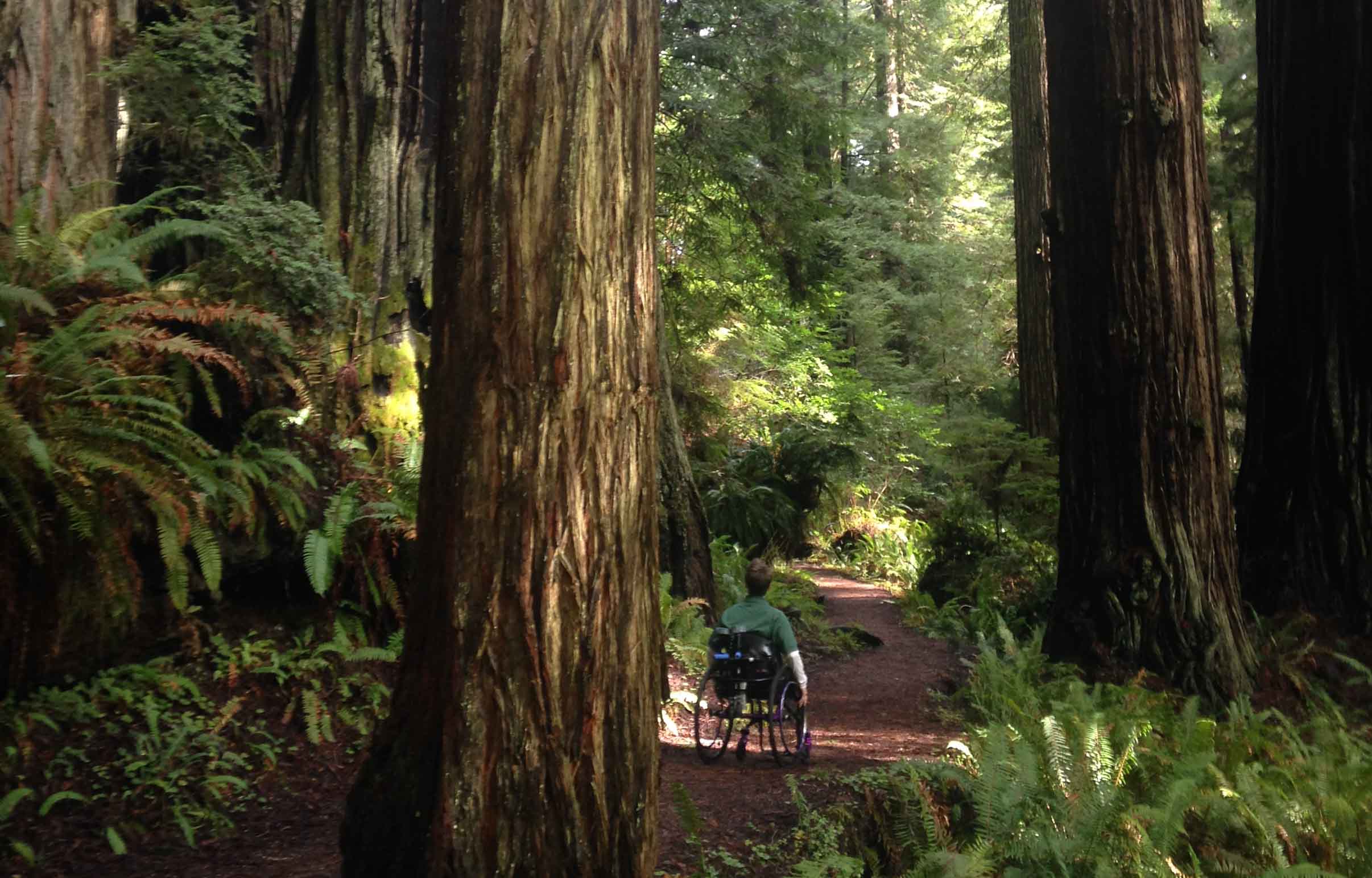 Trail inside Redwood National and State Parks