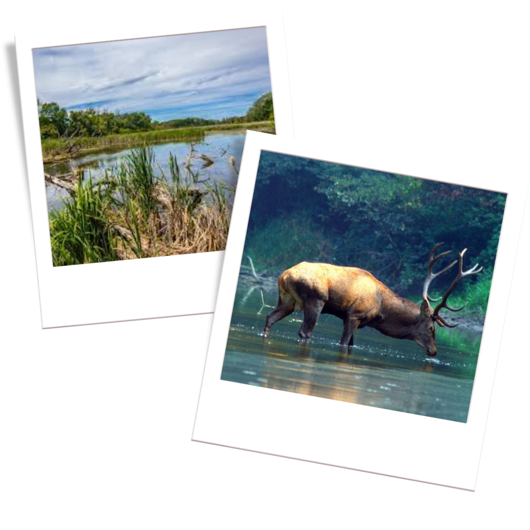 Donau-Auen National Park