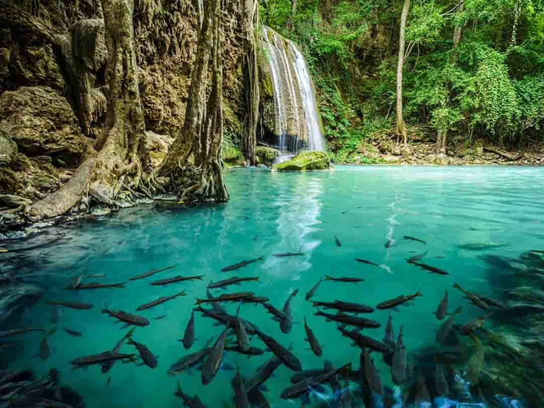 Fish swimming in a pool with a water fall in he background at Erawan National Park