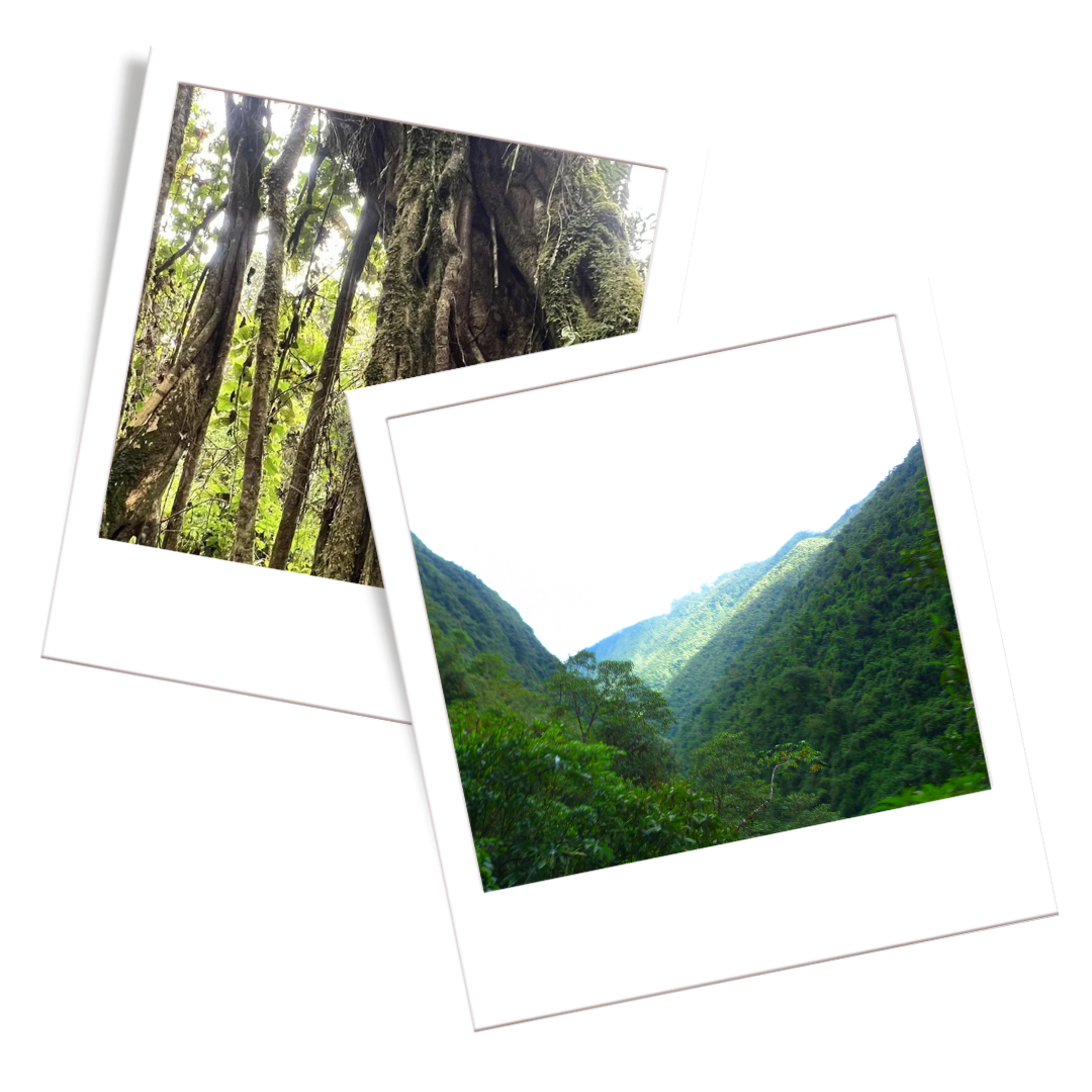 Yanachaga-Chemillén National Park