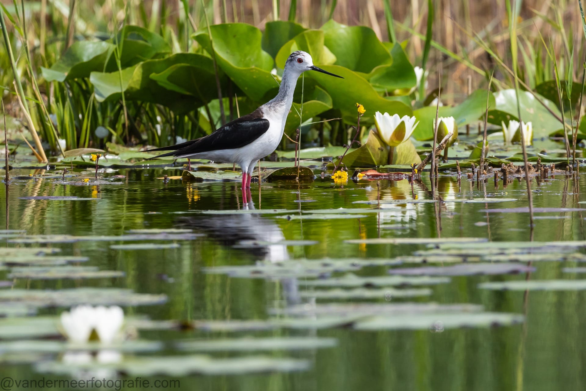 Kiskunság National Park bird standing at the waters edge