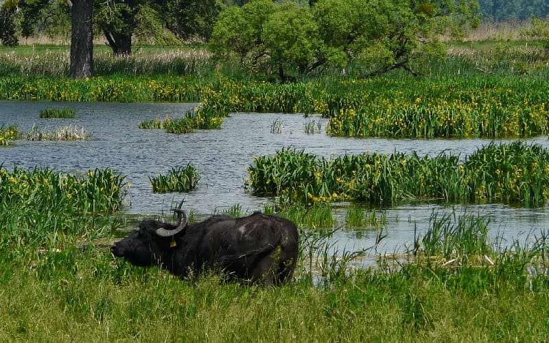 water buffalo in wetlands in Fertő-Hanság National Park