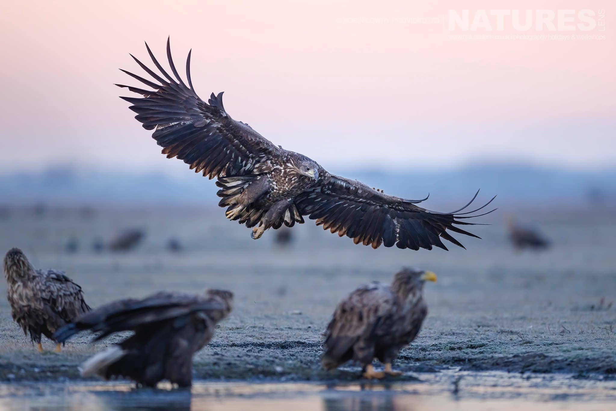 Eagles landing at Hortobágy National Park