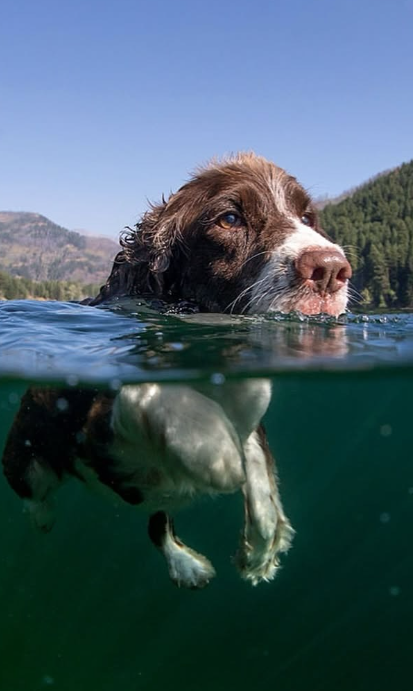 A cute puppy swimming in the clear waters of Flathead Lake, Montana. 