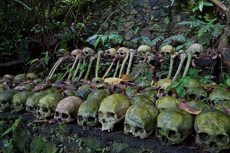 Human Skulls displayed beside each other in Trunyan