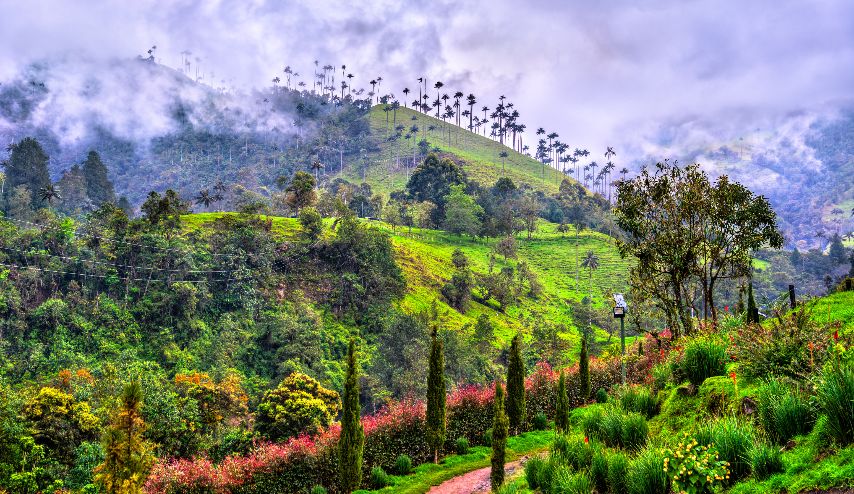 Lush green grass and trees on mountainsides in Salento, Colombia.