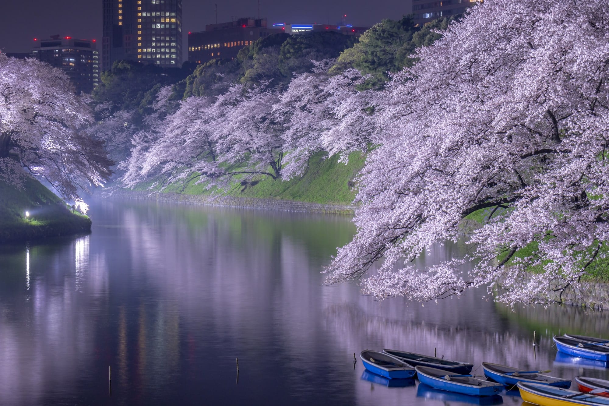 Chidorigafuchi Moat, Tokyo Cherry Blossoms