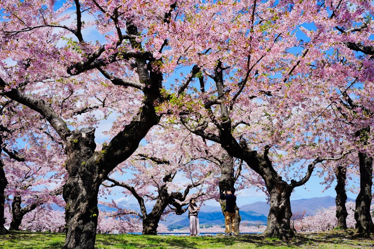 Goryokaku Park, Hakodate Cherry Blossoms