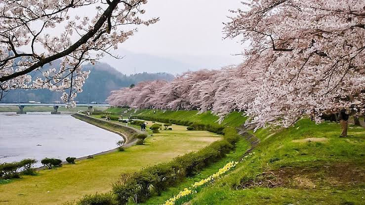 Kakunodate, Akita Cherry Blossoms
