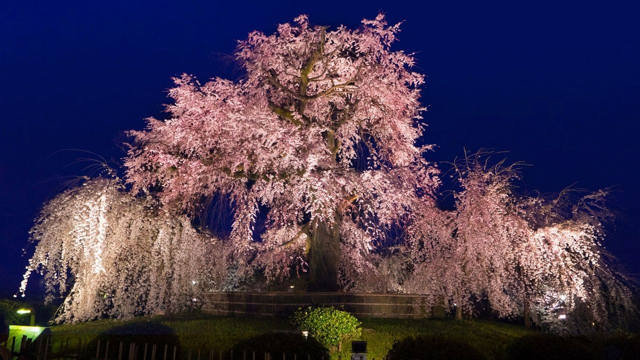 Maruyama Park, Kyoto