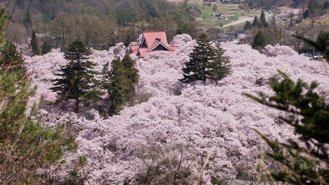 Takato Castle Ruins Park, Nagano Cherry Blossoms