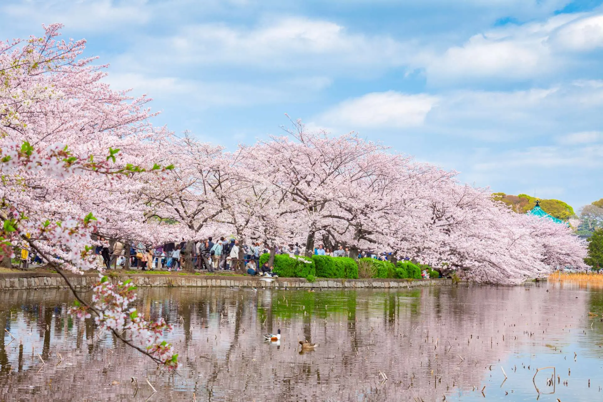 Ueno Park, Tokyo Cherry Blossoms