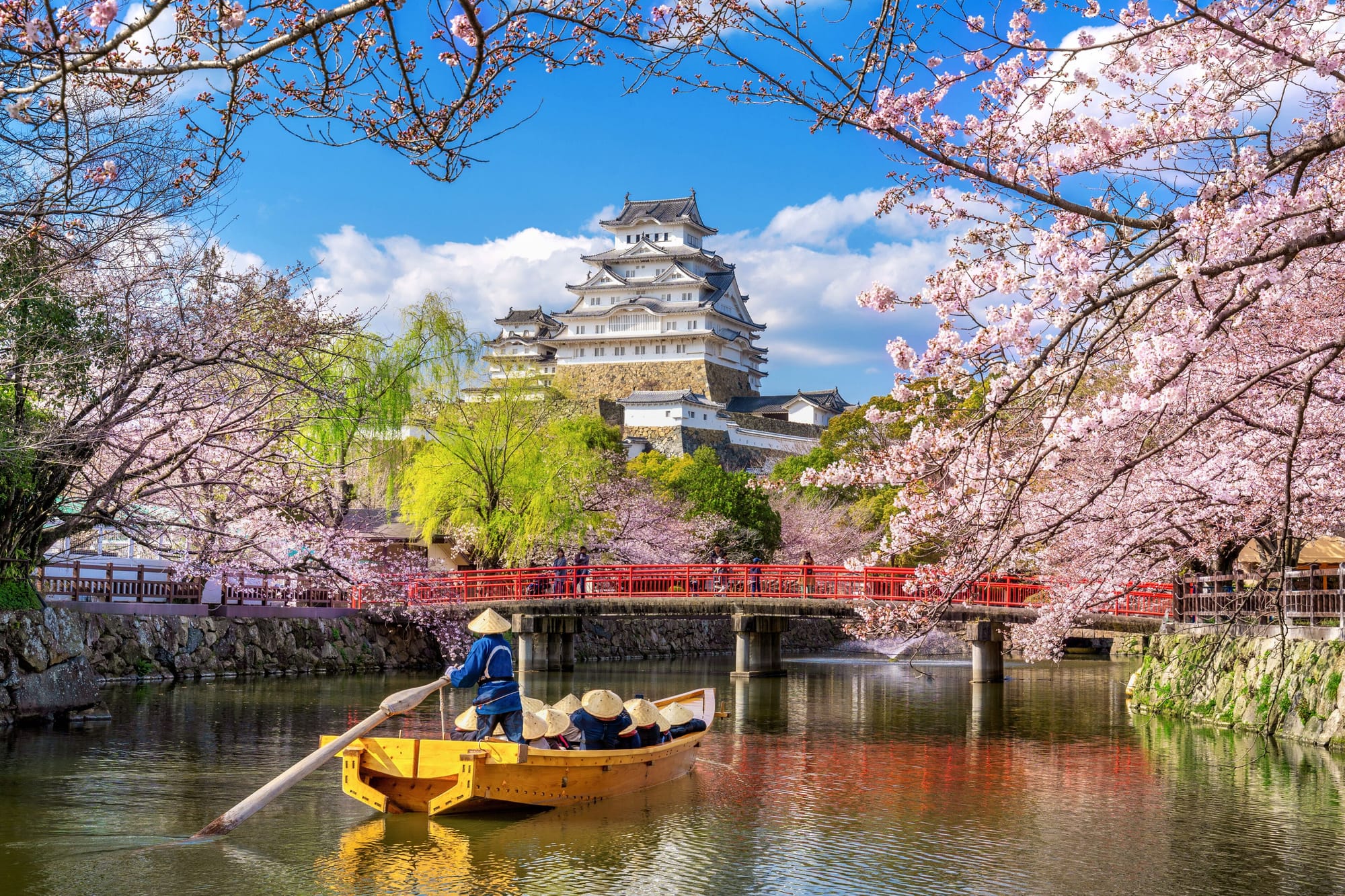 Himeji Castle, Hyogo Cherry Blossoms on sunny day.