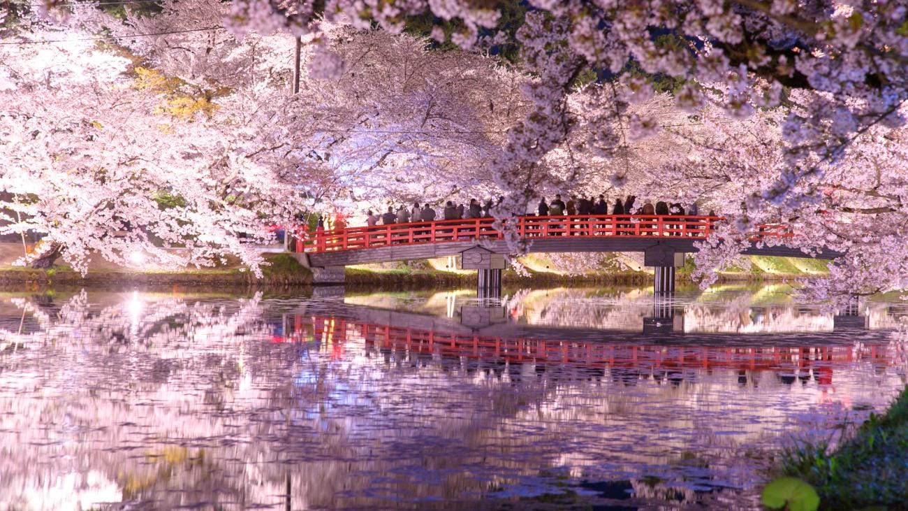 Hirosaki Park, Aomori Cherry Blossoms at Night lit up with lights at a bridge.