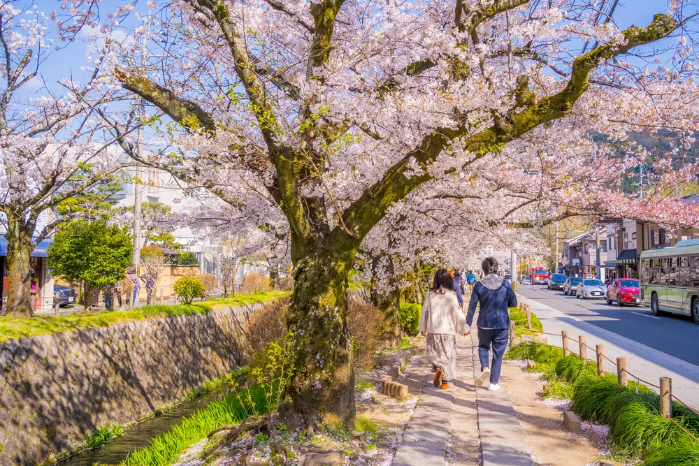 Philosopher's Path, Kyoto Cherry Blossoms with couple walking on sidewalk.