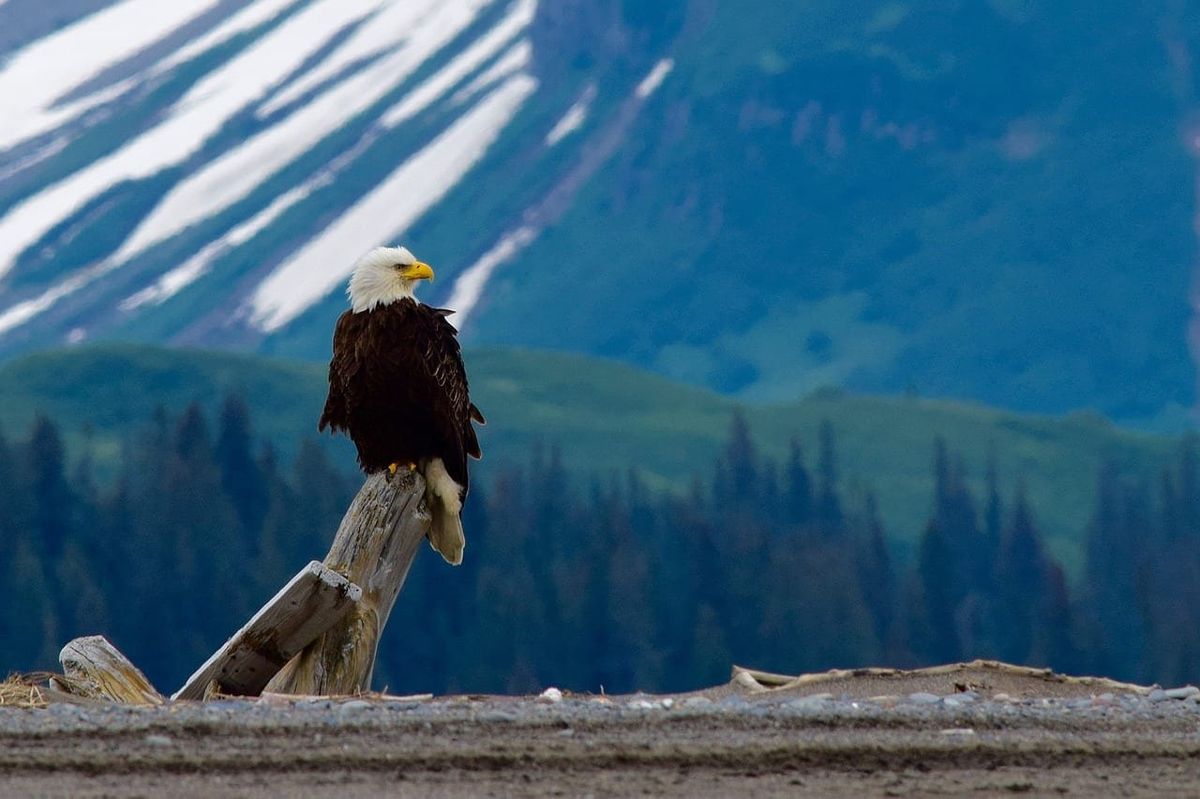 Animals Inside Banff National Park and How to See Them Safely
