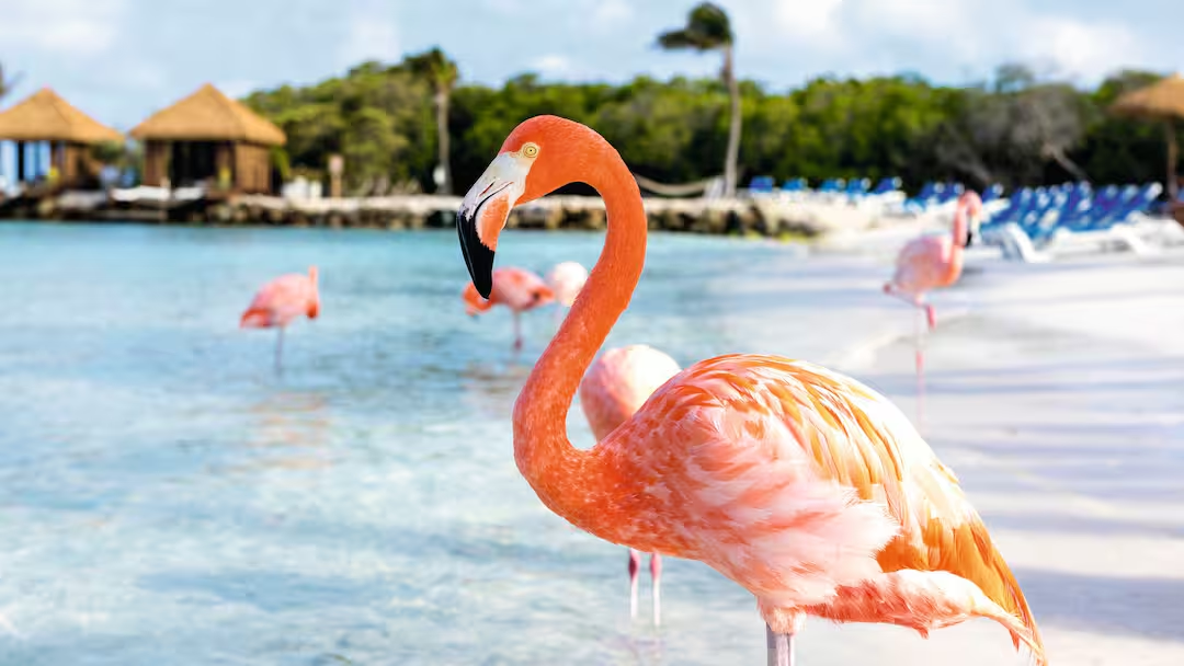 Visiting Aruba in September: Everything To Know