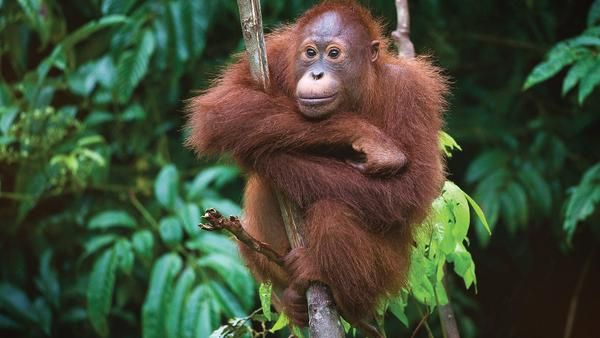 An orangutan hanging onto a tree in Borneo.