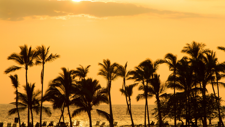 Palm trees on the beach at sunset on Hawaii's Big Island