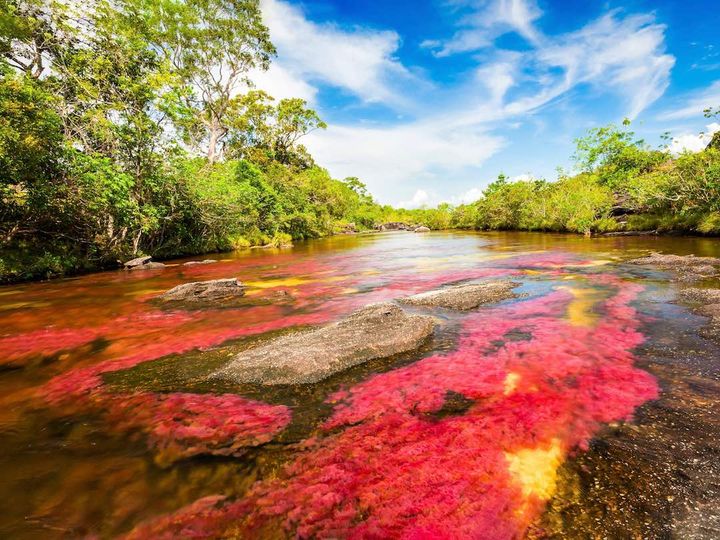 Cano Cristales River in Colombia, known as the “River of Five Colors,” with vivid red, yellow, and green aquatic plants flowing beneath clear water, surrounded by lush greenery and blue sky.