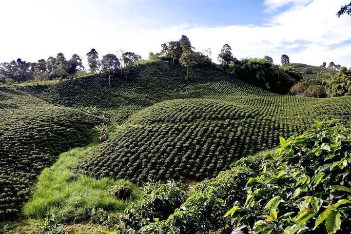 A farmers field full of coffee in the Coffee Triangle in Colombia.