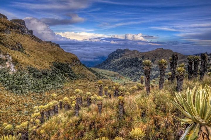 Pathway between mountains covered in cactus at Los Nevados National Park in Colombia.