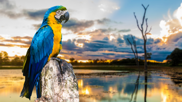 Vibrant blue and yellow macaw perched on a tree stump at sunset in the Pantanal wetlands of Brazil, with colorful skies and water reflections in the background.