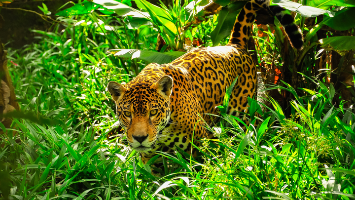 Jaguar walking through dense green vegetation in the Brazilian Amazon jungle, with sunlight highlighting its golden spotted fur.