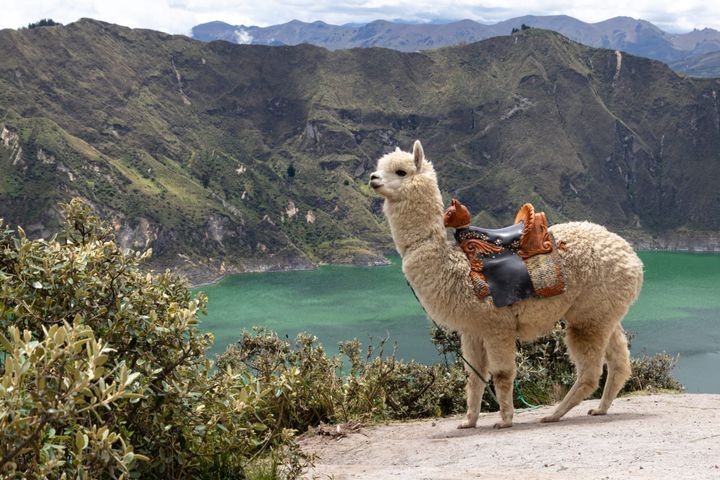 A white llama wearing a decorative leather saddle stands on a dirt path overlooking the emerald-green Quilotoa Crater Lake in the Andes Mountains of Ecuador.