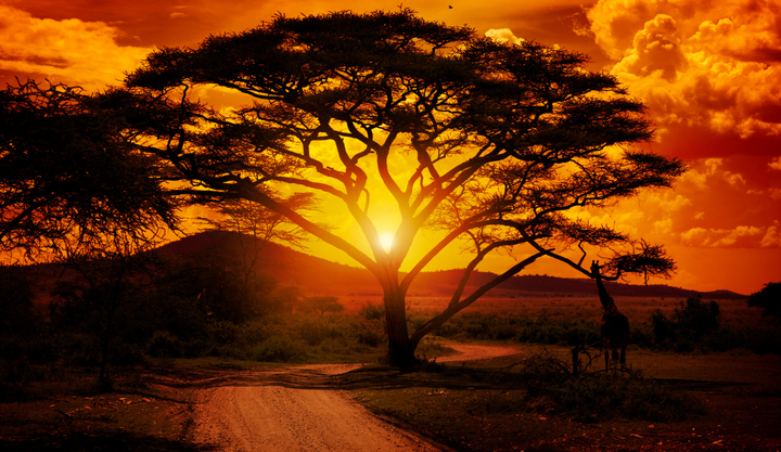 Sunset going own behind the horizon during sunset at Serengeti National Park in Africa.