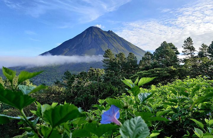 Arenal Volcano in Costa Rica rises above lush rainforest with low clouds and a clear sky, framed by green foliage and a purple flower in the foreground.