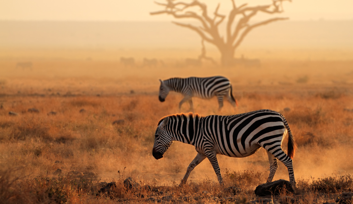 Two Zebra's grazing in the dusty safari in Kenya with a tree in the background. 