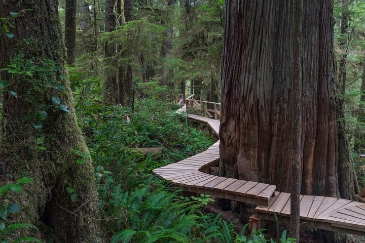 Elevated wooden boardwalk winding through a lush temperate rainforest with moss-covered trees and dense green foliage in Vancouver Island, Canada.