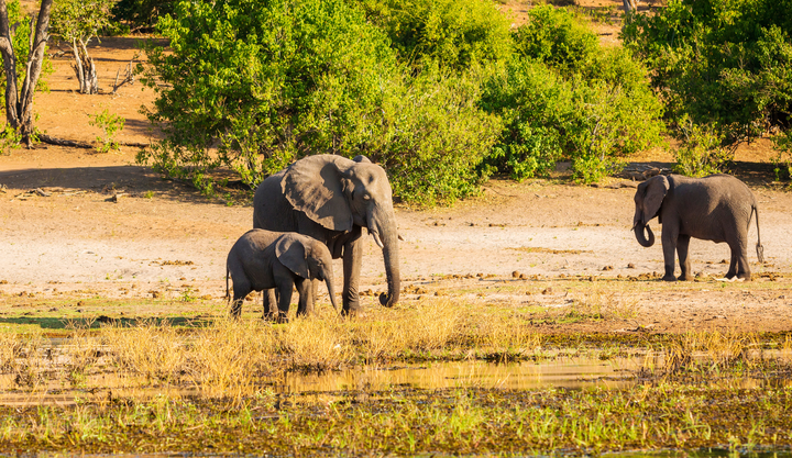 Three elephants eating at Chobe National Park in Botswana. 