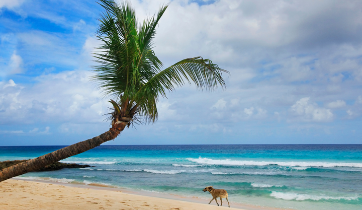 A dog on a beautiful beach in Barbados.