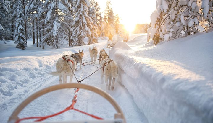 Dogs pulling a sled in the snow on a road in lapland finland, with snow covered trees along side the road.