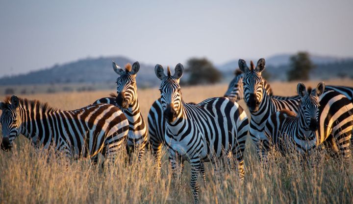 Many Zebra's standing in a field looking at the camera man in Serengeti National Park in Tanzania.
