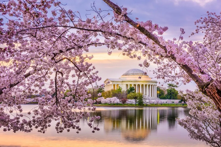 Cherry Bloom tree next to a Washington DC Monument
