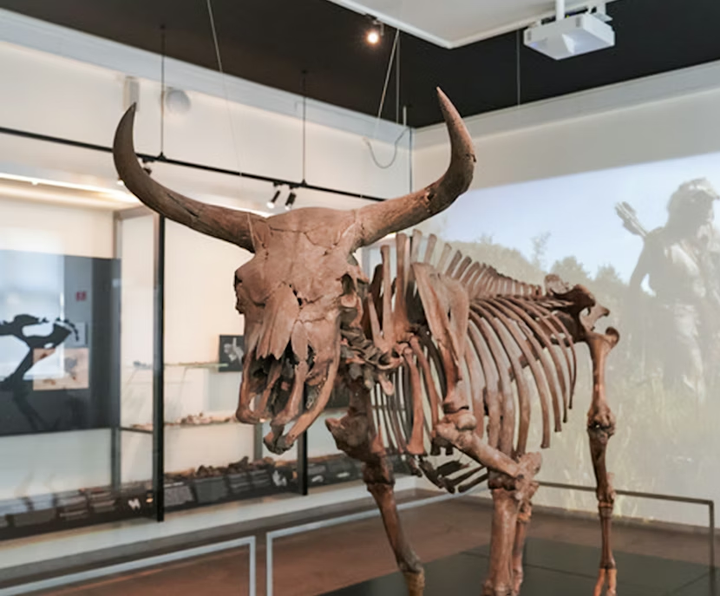 Large horned animal skeleton inside of National Museum of Denmark on display. 