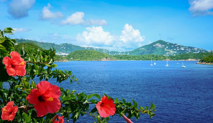 Flowers at the edge of the water in St. Thomas US Virgin Islands.